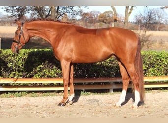 Hannoveriano, Caballo castrado, 4 años, 168 cm, Alazán