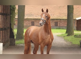 Hannoveriano, Caballo castrado, 4 años, 168 cm, Alazán