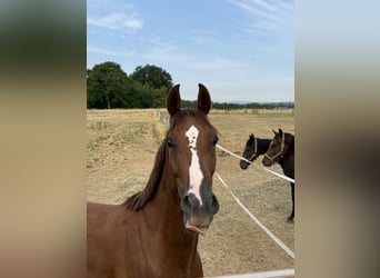 Hannoveriano, Caballo castrado, 4 años, 168 cm, Alazán