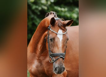 Hannoveriano, Caballo castrado, 4 años, 168 cm, Alazán