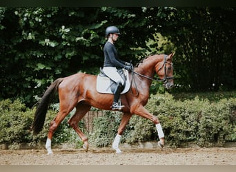 Hannoveriano, Caballo castrado, 4 años, 168 cm, Alazán