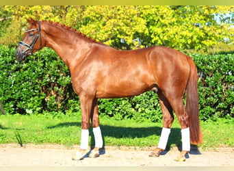 Hannoveriano, Caballo castrado, 4 años, 168 cm, Alazán-tostado