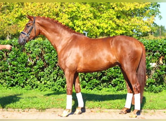 Hannoveriano, Caballo castrado, 4 años, 168 cm, Alazán-tostado