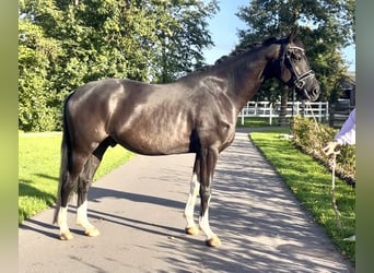 Hannoveriano, Caballo castrado, 4 años, 168 cm