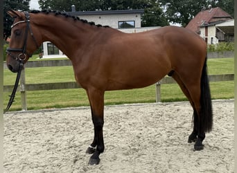 Hannoveriano, Caballo castrado, 4 años, 168 cm, Castaño