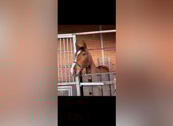 Hannoveriano, Caballo castrado, 4 años, 168 cm, Castaño