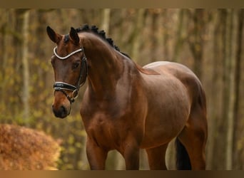 Hannoveriano, Caballo castrado, 4 años, 168 cm, Castaño