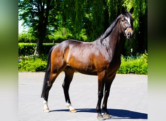 Hannoveriano, Caballo castrado, 4 años, 168 cm, Castaño