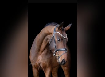 Hannoveriano, Caballo castrado, 4 años, 168 cm, Castaño