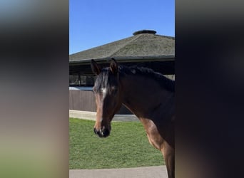 Hannoveriano, Caballo castrado, 4 años, 168 cm, Castaño