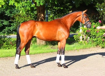 Hannoveriano, Caballo castrado, 4 años, 168 cm, Castaño