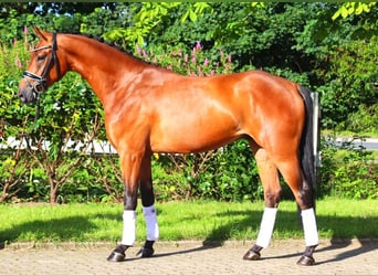 Hannoveriano, Caballo castrado, 4 años, 168 cm, Castaño