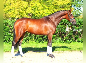 Hannoveriano, Caballo castrado, 4 años, 168 cm, Castaño