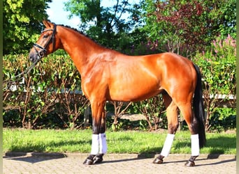 Hannoveriano, Caballo castrado, 4 años, 168 cm, Castaño