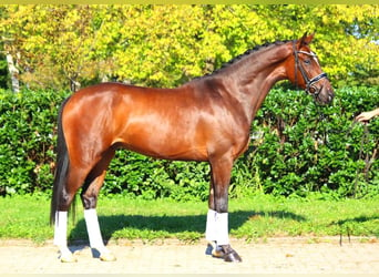 Hannoveriano, Caballo castrado, 4 años, 168 cm, Castaño