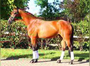 Hannoveriano, Caballo castrado, 4 años, 168 cm, Castaño