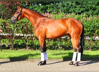 Hannoveriano, Caballo castrado, 4 años, 168 cm, Castaño