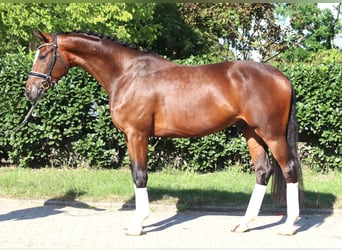 Hannoveriano, Caballo castrado, 4 años, 168 cm, Castaño