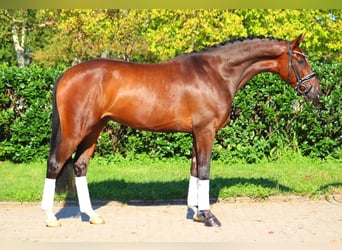 Hannoveriano, Caballo castrado, 4 años, 168 cm, Castaño