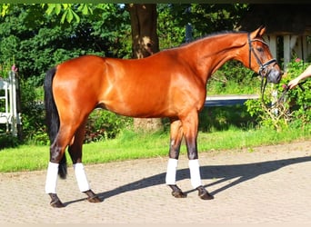 Hannoveriano, Caballo castrado, 4 años, 168 cm, Castaño