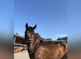 Hannoveriano, Caballo castrado, 4 años, 168 cm, Castaño