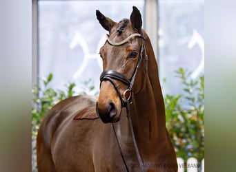 Hannoveriano, Caballo castrado, 4 años, 168 cm, Castaño