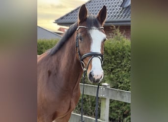 Hannoveriano, Caballo castrado, 4 años, 168 cm, Castaño
