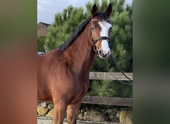 Hannoveriano, Caballo castrado, 4 años, 168 cm, Castaño