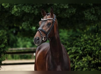 Hannoveriano, Caballo castrado, 4 años, 168 cm, Castaño oscuro