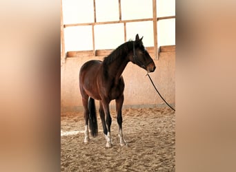 Hannoveriano, Caballo castrado, 4 años, 168 cm, Castaño oscuro