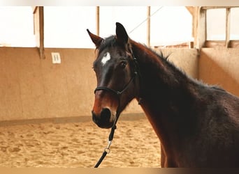 Hannoveriano, Caballo castrado, 4 años, 168 cm, Castaño oscuro