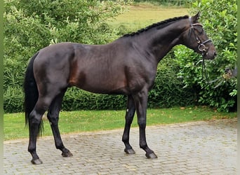 Hannoveriano, Caballo castrado, 4 años, 168 cm, Castaño oscuro