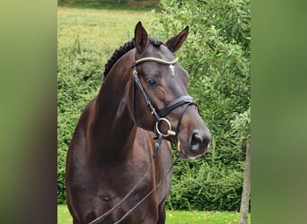 Hannoveriano, Caballo castrado, 4 años, 168 cm, Castaño oscuro