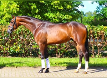 Hannoveriano, Caballo castrado, 4 años, 168 cm, Castaño oscuro