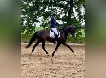 Hannoveriano, Caballo castrado, 4 años, 168 cm, Morcillo