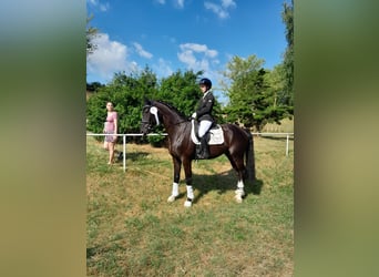 Hannoveriano, Caballo castrado, 4 años, 168 cm, Morcillo