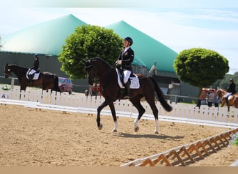 Hannoveriano, Caballo castrado, 4 años, 168 cm, Morcillo