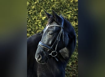 Hannoveriano, Caballo castrado, 4 años, 168 cm, Negro