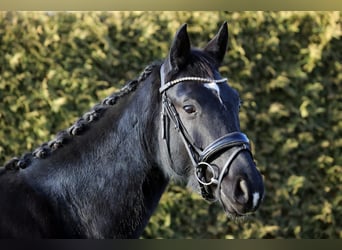 Hannoveriano, Caballo castrado, 4 años, 168 cm, Negro