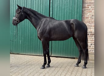 Hannoveriano, Caballo castrado, 4 años, 168 cm, Negro