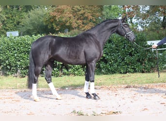 Hannoveriano, Caballo castrado, 4 años, 168 cm, Negro