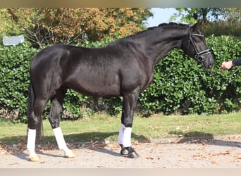 Hannoveriano, Caballo castrado, 4 años, 168 cm, Negro