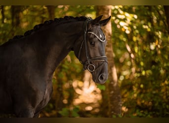 Hannoveriano, Caballo castrado, 4 años, 168 cm, Negro