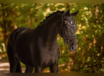 Hannoveriano, Caballo castrado, 4 años, 168 cm, Negro