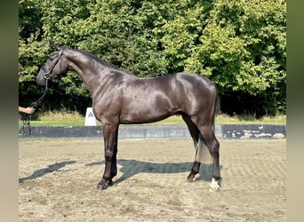 Hannoveriano, Caballo castrado, 4 años, 168 cm, Negro