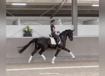 Hannoveriano, Caballo castrado, 4 años, 168 cm, Negro