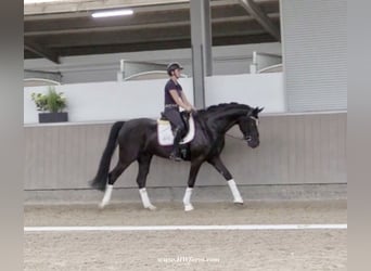 Hannoveriano, Caballo castrado, 4 años, 168 cm, Negro