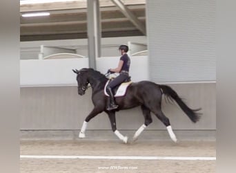 Hannoveriano, Caballo castrado, 4 años, 168 cm, Negro