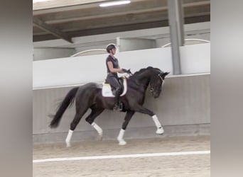 Hannoveriano, Caballo castrado, 4 años, 168 cm, Negro