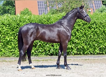 Hannoveriano, Caballo castrado, 4 años, 168 cm, Negro